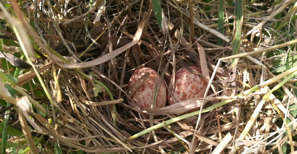 1554207789-friesland-vogelwacht-weidevogel-drone-2019-1.jpg